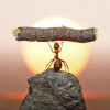As formigas não temem o trabalho nem medem sua capacidade; Elas descobrem no caminho!